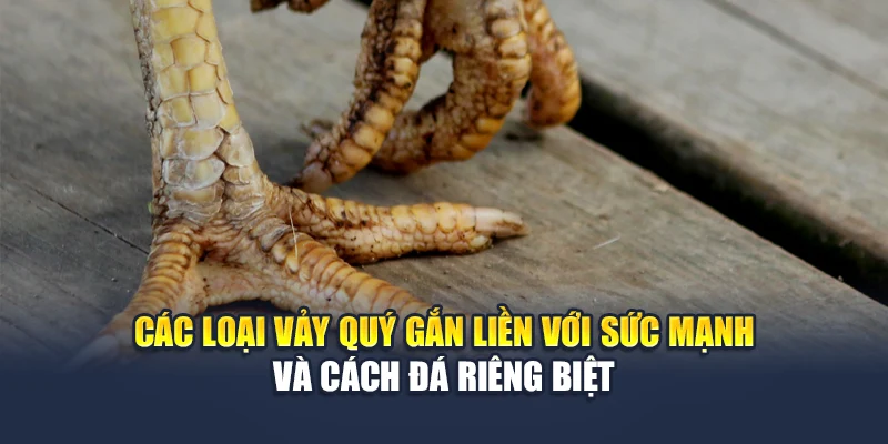 Vảy Gà Quý Dấu Hiệu Nhận Diện Chiến Kê Lừng Danh Tại QH88 2 Các loại vảy quý gắn liền với sức mạnh và cách đá riêng biệt