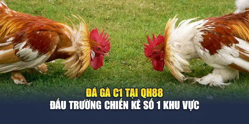 Đá Gà C1 Tại QH88 - Đấu Trường Chiến Kê Số 1 Khu Vực 1 Đá Gà C1 Tại QH88 - Đấu Trường Chiến Kê Số 1 Khu Vực