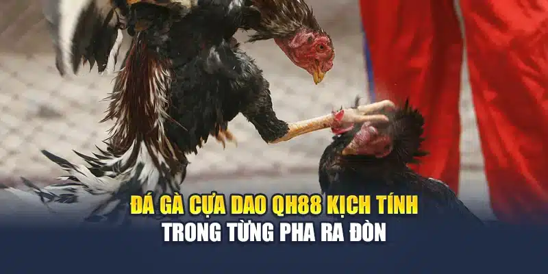 Đá Gà Cựa Dao QH88 Kịch Tính Trong Từng Pha Ra Đòn 1 Đá Gà Cựa Dao QH88 Kịch Tính Trong Từng Pha Ra Đòn