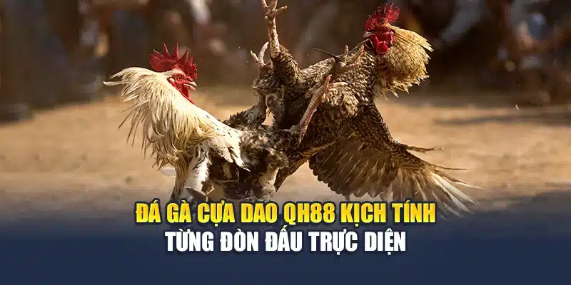 Đá Gà Cựa Dao QH88 Kịch Tính Từng Đòn Đấu Trực Diện 1 Đá Gà Cựa Dao QH88 Kịch Tính Từng Đòn Đấu Trực Diện
