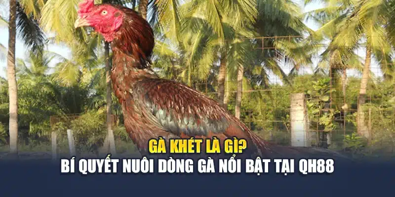 Gà Khét Là Gì? Bí Quyết Nuôi Dòng Gà Nổi Bật Tại QH88