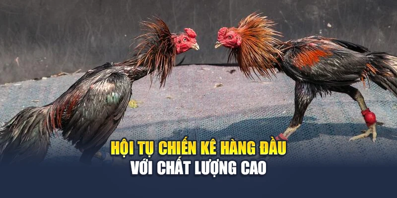 Đá Gà C1 Tại QH88 - Đấu Trường Chiến Kê Số 1 Khu Vực 1 Hội tụ chiến kê hàng đầu với chất lượng cao