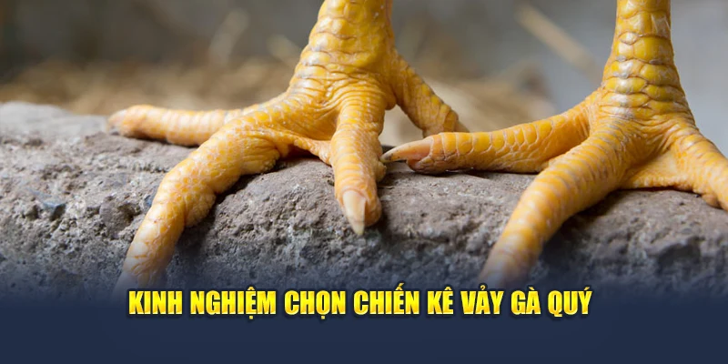 Vảy Gà Quý Dấu Hiệu Nhận Diện Chiến Kê Lừng Danh Tại QH88 3 Kinh nghiệm chọn chiến kê vảy gà quý