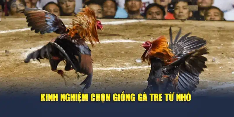 Đá Gà Tre Là Gì? Tinh Thần Chiến Binh Từ Giống Gà Nhỏ 4 Kinh nghiệm chọn giống gà tre từ nhỏ
