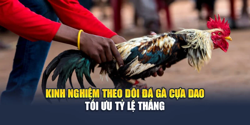 Đá Gà Cựa Dao QH88 Kịch Tính Trong Từng Pha Ra Đòn 3 Kinh nghiệm theo dõi đá gà cựa dao tối ưu tỷ lệ thắng