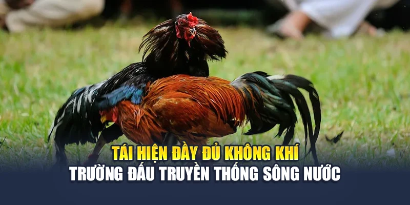 Đá Gà Miền Tây QH88 Tái Hiện Chuẩn Chất Trường Gà Dân Dã 1 Tái hiện đầy đủ không khí trường đấu truyền thống sông nước