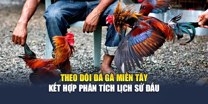 Đá Gà Miền Tây QH88 Tái Hiện Chuẩn Chất Trường Gà Dân Dã 3 Theo dõi đá gà miền Tây kết hợp phân tích lịch sử đấu