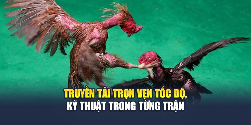 Đá Gà Cựa Dao QH88 Kịch Tính Trong Từng Pha Ra Đòn 1 Truyền tải trọn vẹn tốc độ, kỹ thuật trong từng trận