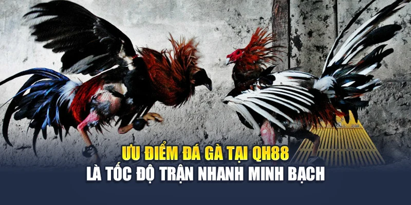 Đá Gà C1 Tại QH88 - Đấu Trường Chiến Kê Số 1 Khu Vực 2 Ưu điểm đá gà tại QH88 là tốc độ trận nhanh minh bạch