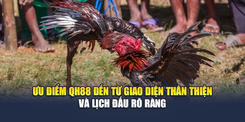 Đá Gà Cựa Dao QH88 Kịch Tính Trong Từng Pha Ra Đòn 2 Ưu điểm QH88 đến từ giao diện thân thiện và lịch đấu rõ ràng