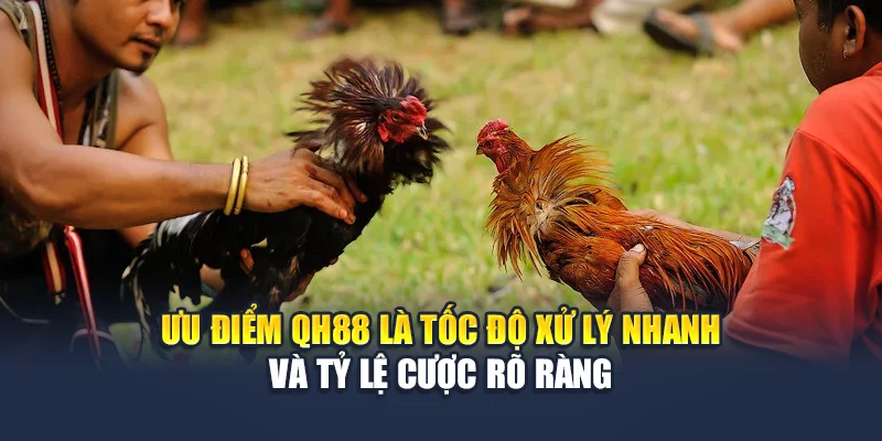 Đá Gà Miền Tây QH88 Tái Hiện Chuẩn Chất Trường Gà Dân Dã 2 Ưu điểm QH88 là tốc độ xử lý nhanh và tỷ lệ cược rõ ràng