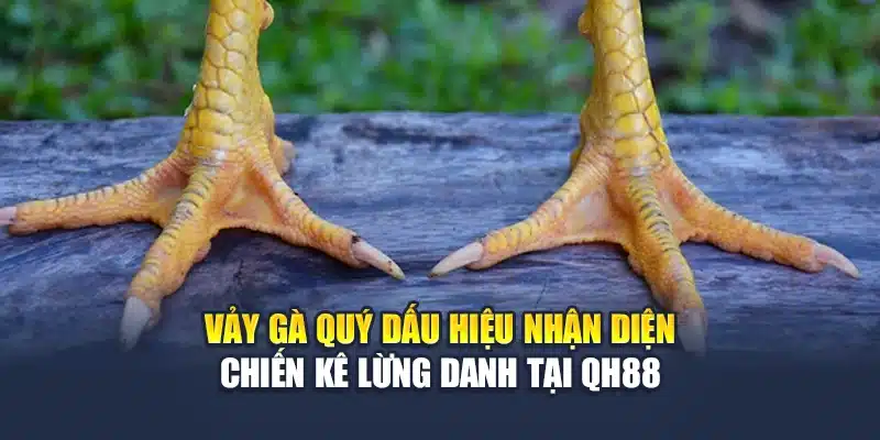 Vảy Gà Quý Dấu Hiệu Nhận Diện Chiến Kê Lừng Danh Tại QH88 1 Vảy Gà Quý Dấu Hiệu Nhận Diện Chiến Kê Lừng Danh Tại QH88