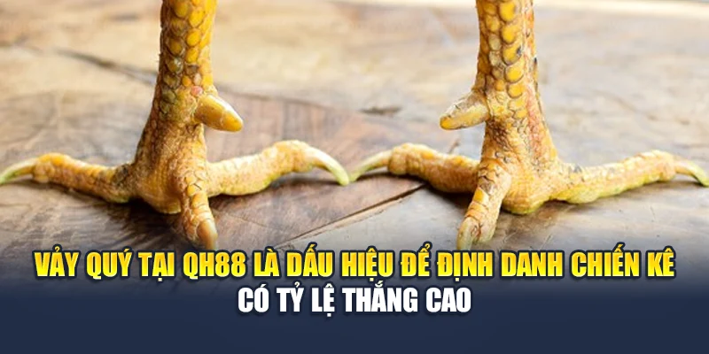 Vảy Gà Quý Dấu Hiệu Nhận Diện Chiến Kê Lừng Danh Tại QH88 1 Vảy quý tại QH88 là dấu hiệu để định danh chiến kê có tỷ lệ thắng cao